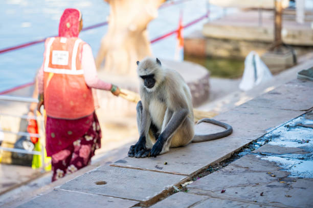 single monkey sitting at ghat at Pushkar lake, people walking behind