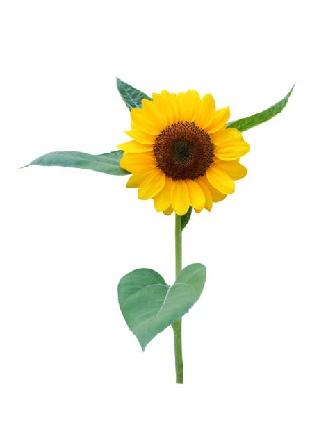 istock A bright sunflower with green leaves isolated on a white background, perfect for botanical illustrations, summer-themed designs, and nature projects. 2193995214