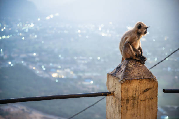 istock monkey in front of pushkar cityscpape at sunrise hour 2193995334