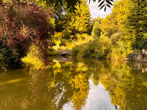istock Water Garden in summer 2193996913