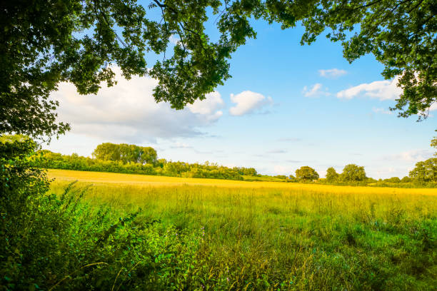 istock Landscape with fields near Dolberg, Ahlen. Agricultural nature. 2193997077