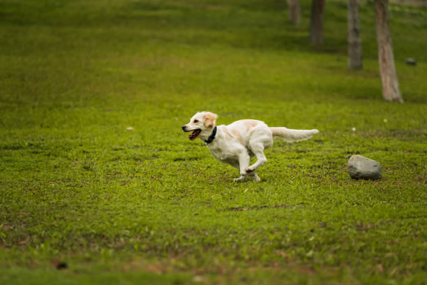istock Golden Retriever Playing Fetch in a Green Field 2193997526