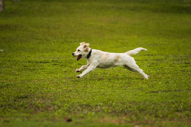 istock Golden Retriever Playing Fetch in a Green Field 2193998349