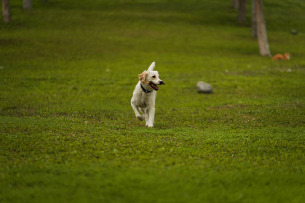A joyful golden retriever dog runs with a stick in its mouth, playing fetch in a grassy field surrounded by trees. A perfect moment of fun and nature captured