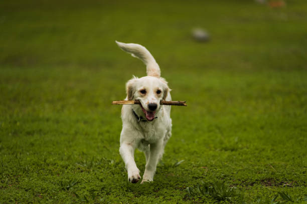 istock Golden Retriever Playing Fetch in a Green Field 2194000119
