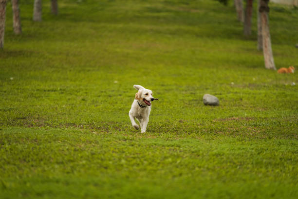 istock Golden Retriever Playing Fetch in a Green Field 2194000421
