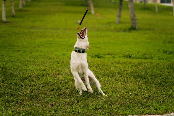 A joyful golden retriever dog runs with a stick in its mouth, playing fetch in a grassy field surrounded by trees. A perfect moment of fun and nature captured