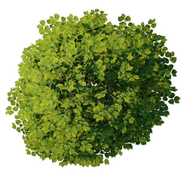 istock tree top view plant landscape architecture nature garden aerial render. 2194000540