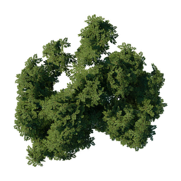 istock tree top view plant landscape architecture nature garden aerial render. 2194000616