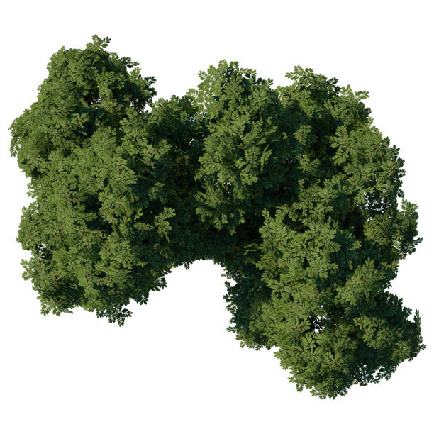 istock tree top view plant landscape architecture nature garden aerial render. 2194000620