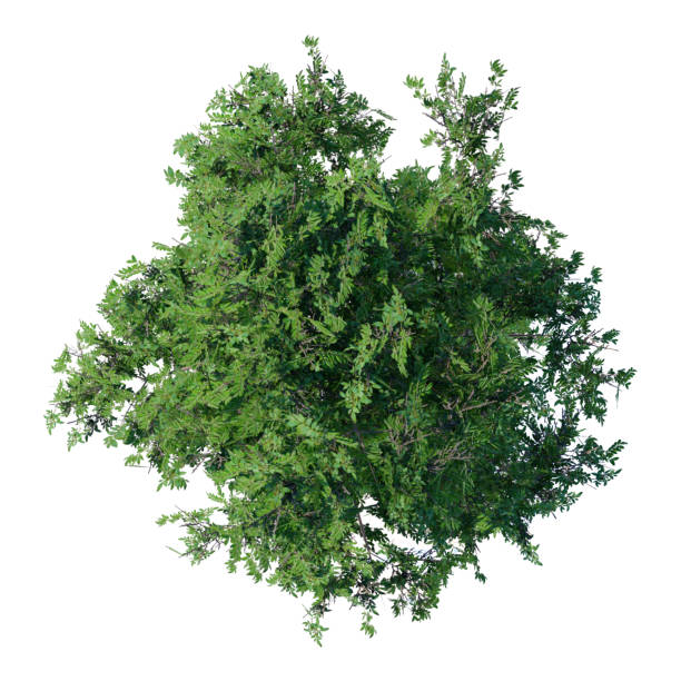istock tree top view plant landscape architecture nature garden aerial render. 2194000661