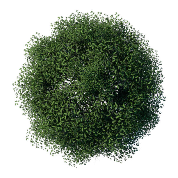istock tree top view plant landscape architecture nature garden aerial render. 2194000665