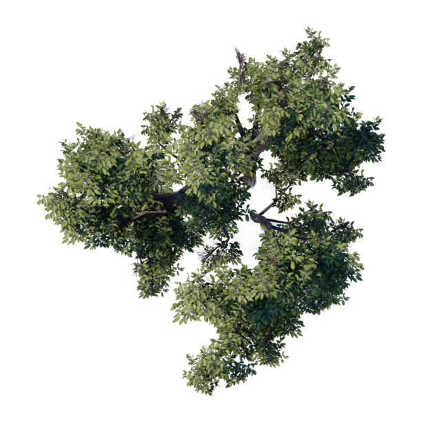 istock tree top view plant landscape architecture nature garden aerial render. 2194000712