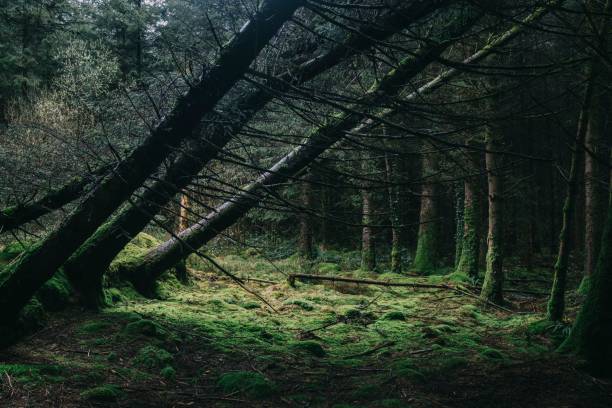istock Serene forest scene with leaning trees and mossy floor. 2194001023