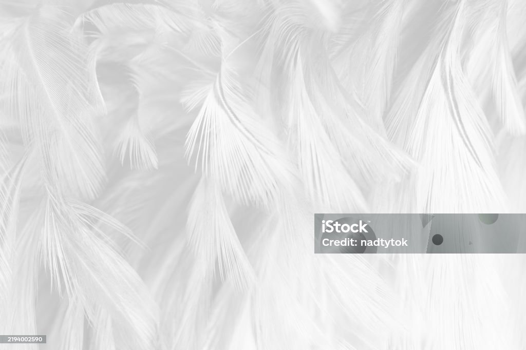 White Feature Texture White Feather Wooly Pattern Texture Background Stock Photo - Download ...