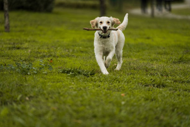 istock Golden Retriever Playing Fetch in a Green Field 2194003410
