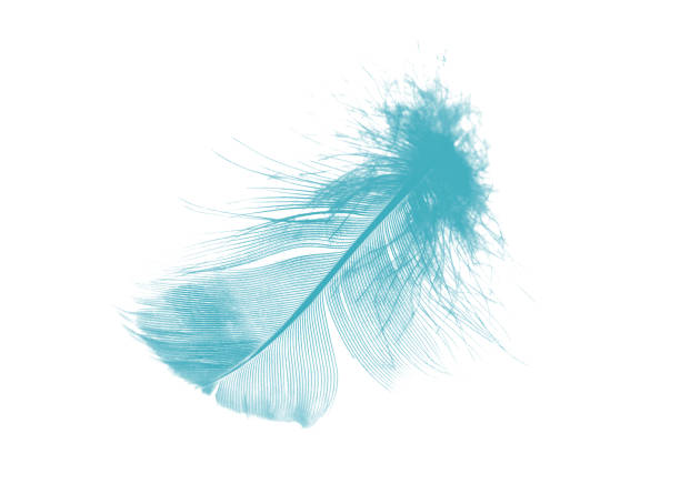 istock Beautiful feather color green turquoise isolated on white background 2194003480