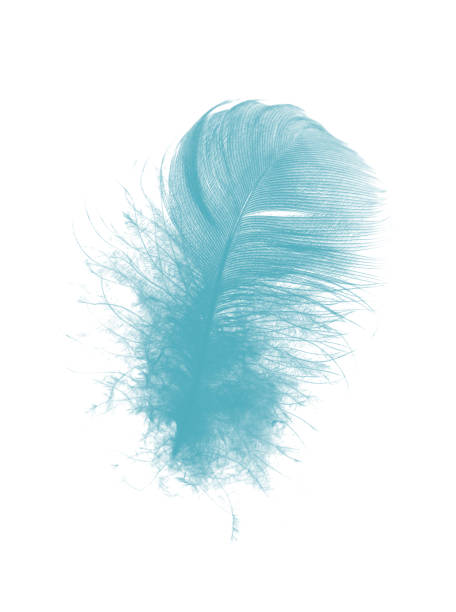 istock Beautiful feather color green turquoise isolated on white background 2194003485