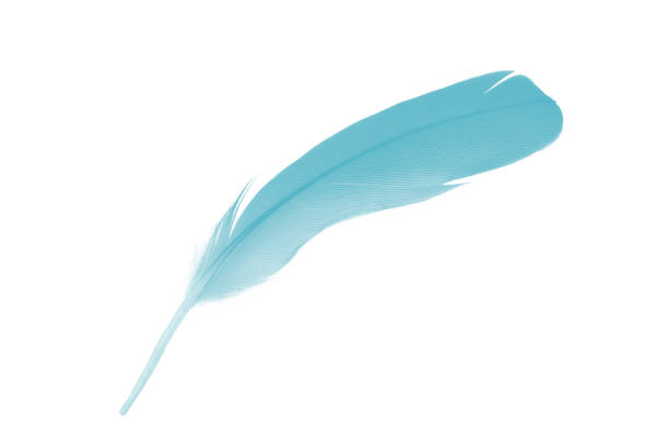 istock Beautiful feather color green turquoise isolated on white background 2194003687