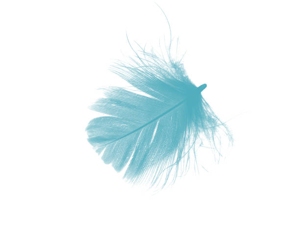 istock Beautiful feather color green turquoise isolated on white background 2194003713