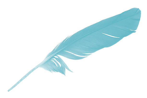 istock Beautiful feather color green turquoise isolated on white background 2194003860