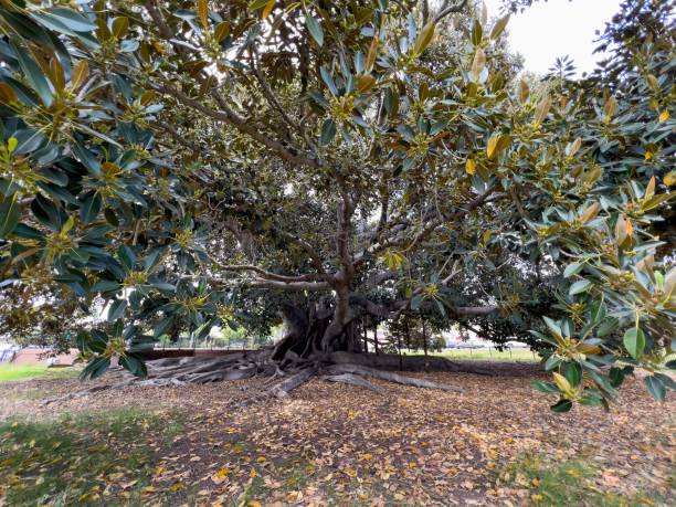 istock Sprawling fig tree with lush green leaves and extensive roots in a park 2194004415