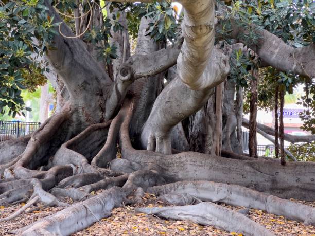 istock Large, intricate tree with sprawling roots and lush green leaves in a park 2194004420