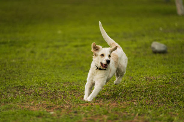 istock Golden Retriever Playing Fetch in a Green Field 2194004638