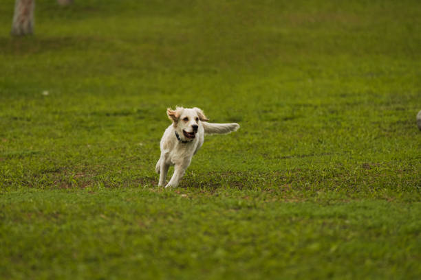 istock Golden Retriever Playing Fetch in a Green Field 2194004726