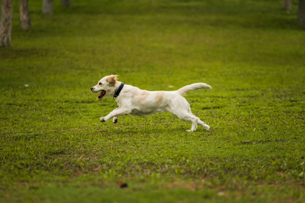 A joyful golden retriever dog runs with a stick in its mouth, playing fetch in a grassy field surrounded by trees. A perfect moment of fun and nature captured