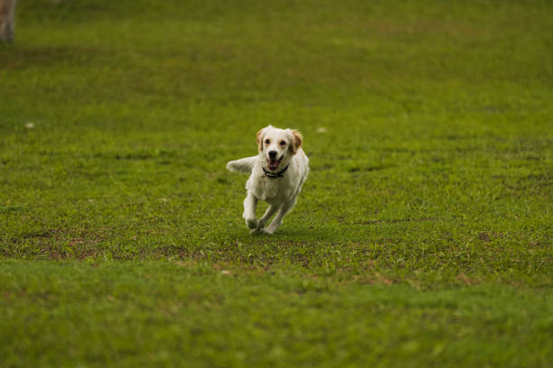 istock Golden Retriever Playing Fetch in a Green Field 2194006020