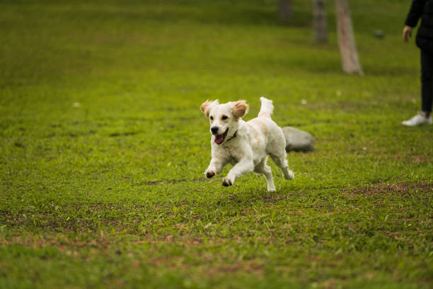 istock Golden Retriever Playing Fetch in a Green Field 2194006136
