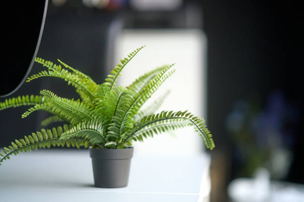 Lush green fern plant adds a touch of nature to a contemporary office environment, enhancing the workspace aesthetics