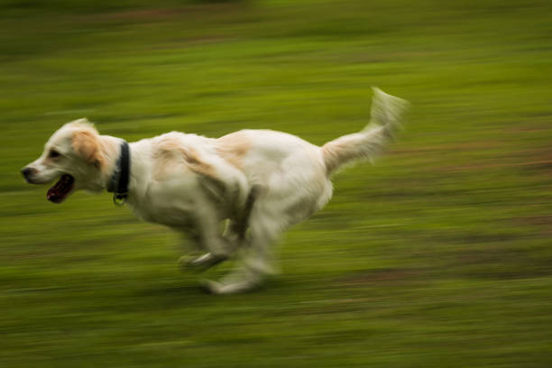 A golden retriever dog captured in motion blur as it runs energetically across a grassy field, playing fetch with a stick. The dynamic pan shot highlights its speed and joy