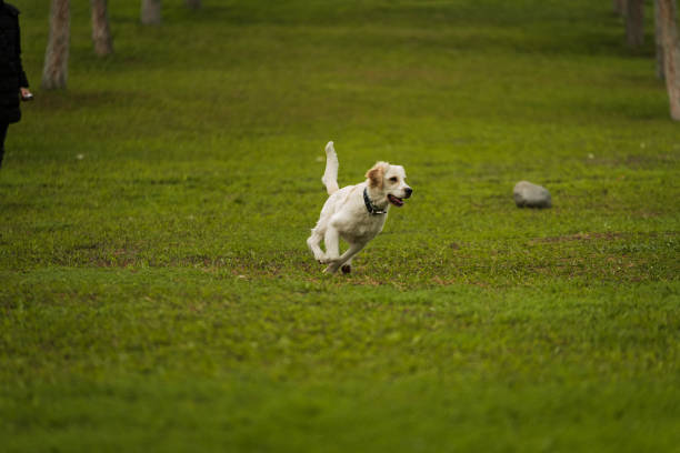 istock Golden Retriever Playing Fetch in a Green Field 2194006969