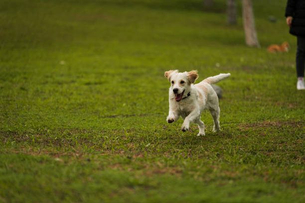 istock Golden Retriever Playing Fetch in a Green Field 2194007070