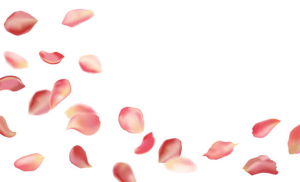 istock Red rose and cherry blossom falling sakura petals on fake transparent background, isolated special effect. Vector illustration in eps format. Elements for Valentine's Day, Mother's Day, March 8. Love. 2194007420