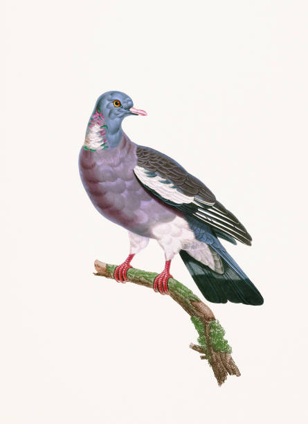 FERNAND MARTIN VEBE 251 TYPE 1 LE RAMIER PIGEON MECANIQUE 1919 - Arts