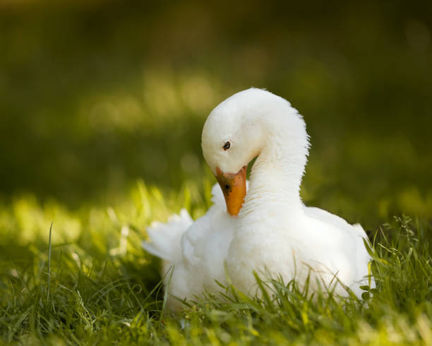 istock White Indian runner duck on grass in garden 2194008342