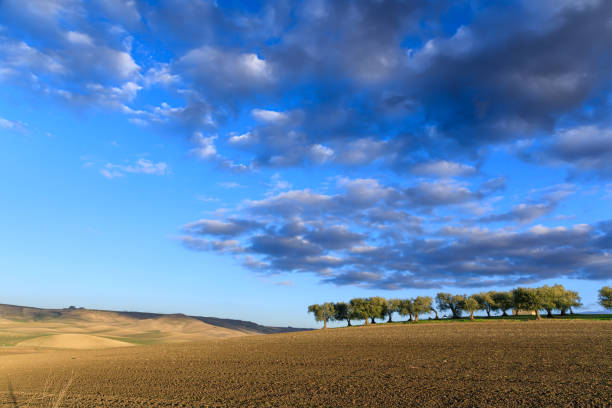 Olive tree with blue sky and clouds