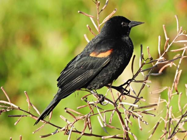istock Red-winged Blackbird (Agelaius phoeniceus) -  male perched on a bare branch 2194012004