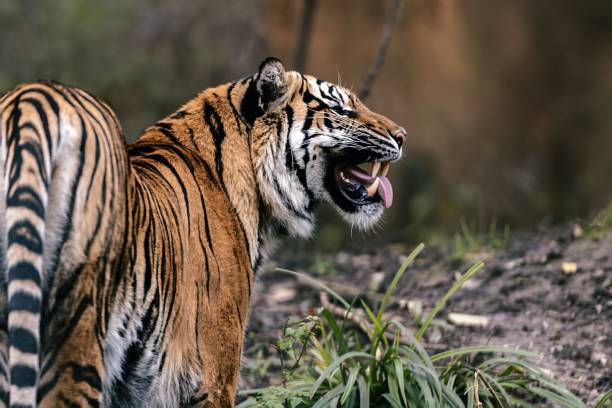 istock Majestic tiger in natural habitat 2194014278