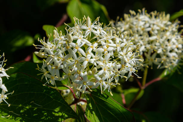 istock Cornus sanguinea red dog plant with flower and full leaf. Cornus drummondii, with tiny white flowers. Flowering shrub of Cornus controversy in the spring garden 2194014842