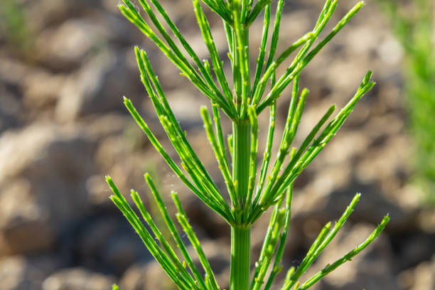 Horsetail field Equisetum arvense grows in the wild.