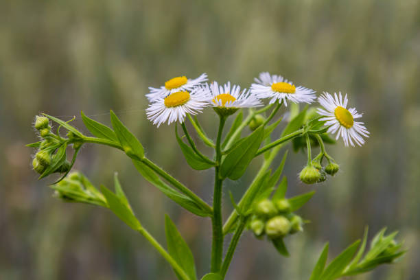 istock Erigeron annuus known as annual fleabane, daisy fleabane, or eastern daisy fleabane 2194015433