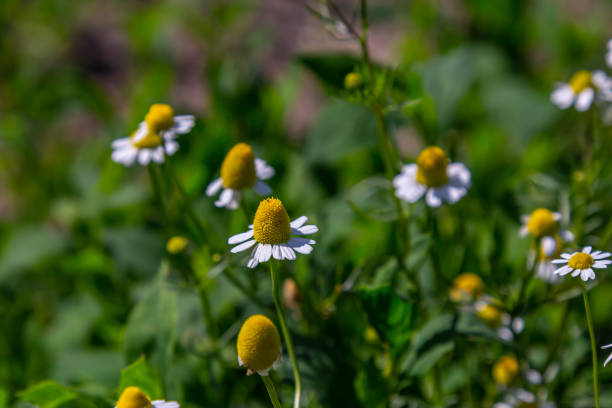 Matricaria chamomilla on wildflower meadow.