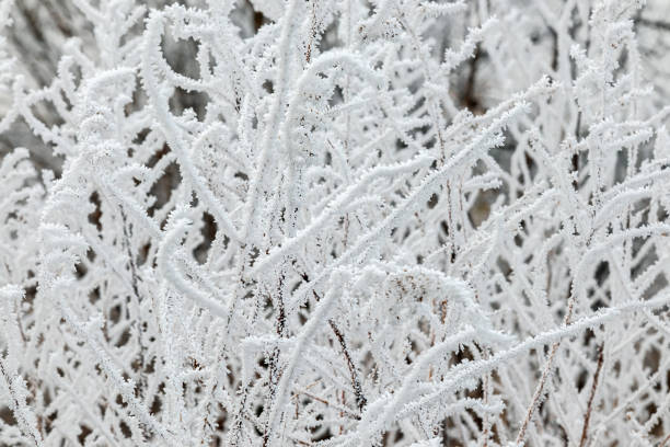 Frost on grass and branches close-up. Low air temperature. Winter nature, rime ice hoarfrost