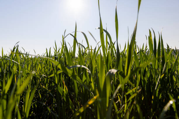 istock illuminated by sunlight green blades of cereal in spring 2194018015