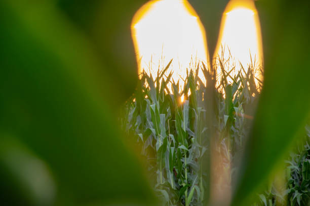Green maize field or cornfield at sunset. Photography with depth. Shooting through maize leaves with close up of maize leaves in the shape of a heart in the foreground.
