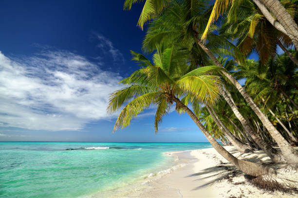 istock awesome tropical white sand beach with coconut trees and turquoise sea with waves 2194018785